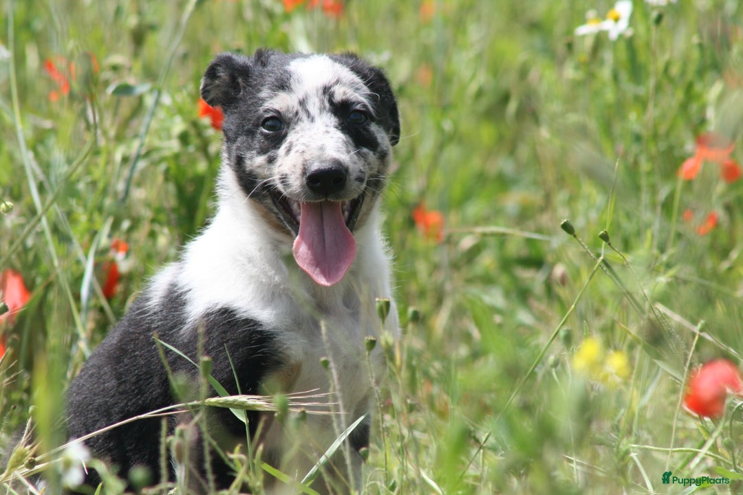 Australian Shepherd honden te koop: Kruising Aussi pups  - Afbeelding 7