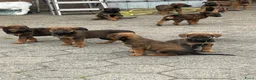 Kruising honden te koop: Kruising mechelse herder Berner sennen in Nijkerkerveen - Advertentie 11