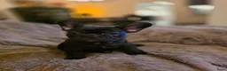 Franse Bulldog honden te koop: Prachtige Fransebulldog pups mogen nestje verlaten - Advertentie 7