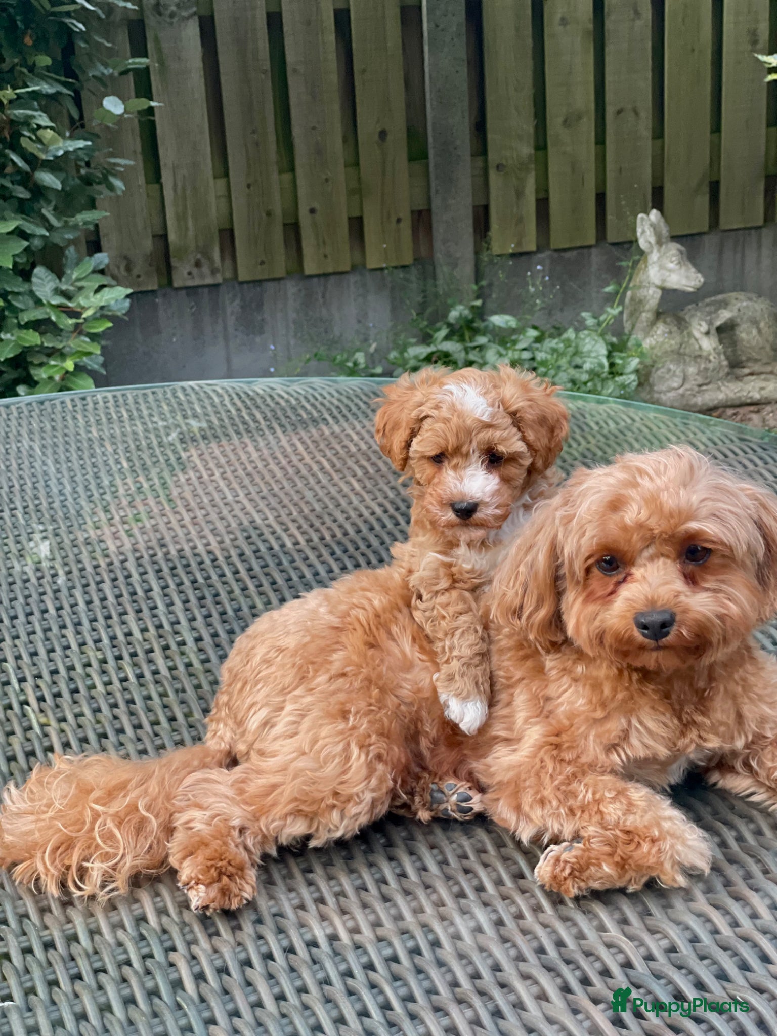 Maltipoo honden Maltipoo puppy - Advertentie 2