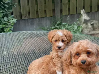 Maltipoo honden Maltipoo puppy - Advertentie 2
