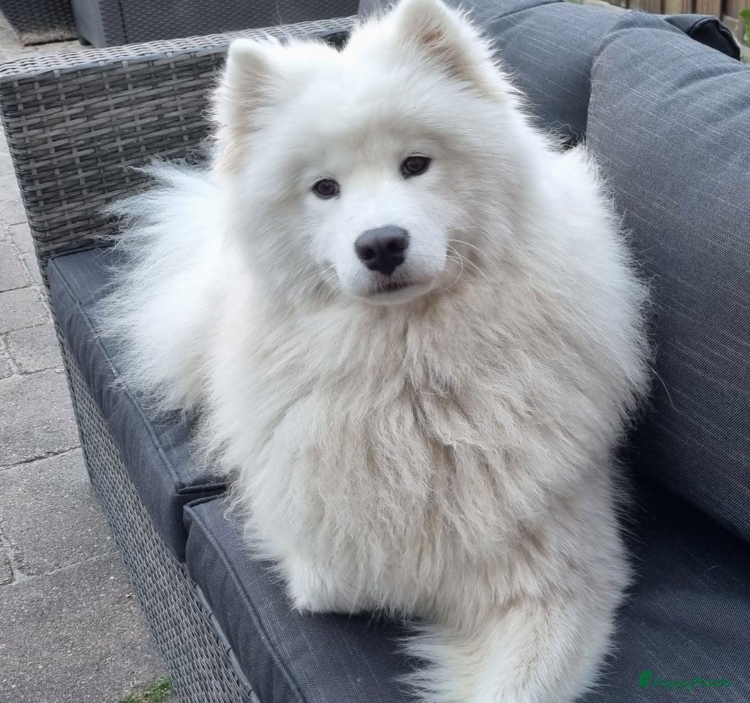 Samojeed honden te koop: Nestaankondiging Samojeedpups begin Augustus - Afbeelding 7