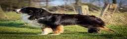 Australian Shepherd honden te koop: Super leuke Ausie pups - Advertentie 18