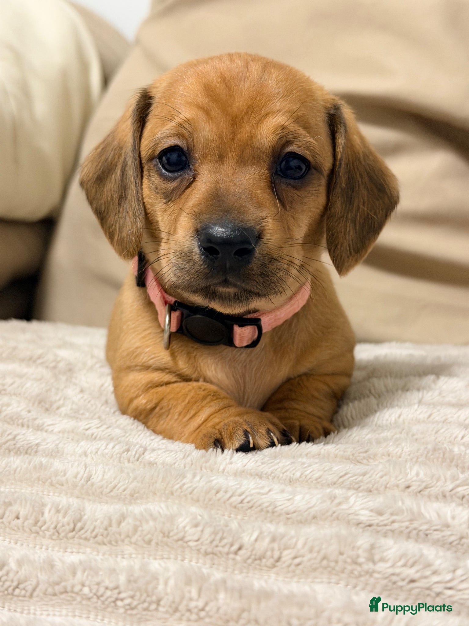 Kruising honden te koop: Teckel pups 3 reutjes en 1 teefje mogen verhuize  - Advertentie 1