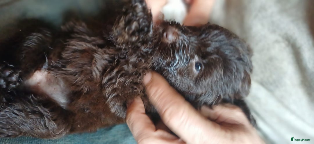 Kruising honden te koop: Ben jij het baasje van een van deze mooie puppy's? - Advertentie 9