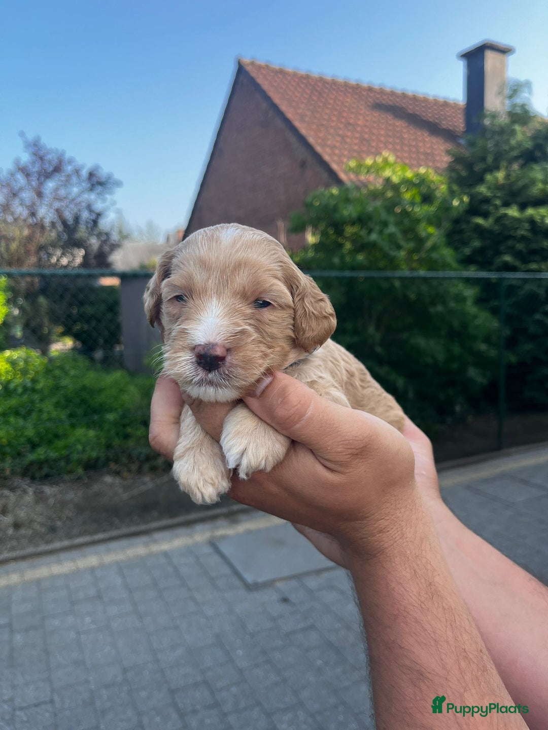 Labradoodle honden te koop: Prachtige medium labradoodle pups - Afbeelding 5