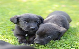 Labrador Retriever honden te koop: Labrador x Pointer pups te koop - Afbeelding 4