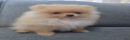 Pomeriaan honden te koop: Schattige Pommeriaan Puppy's  - Advertentie 18