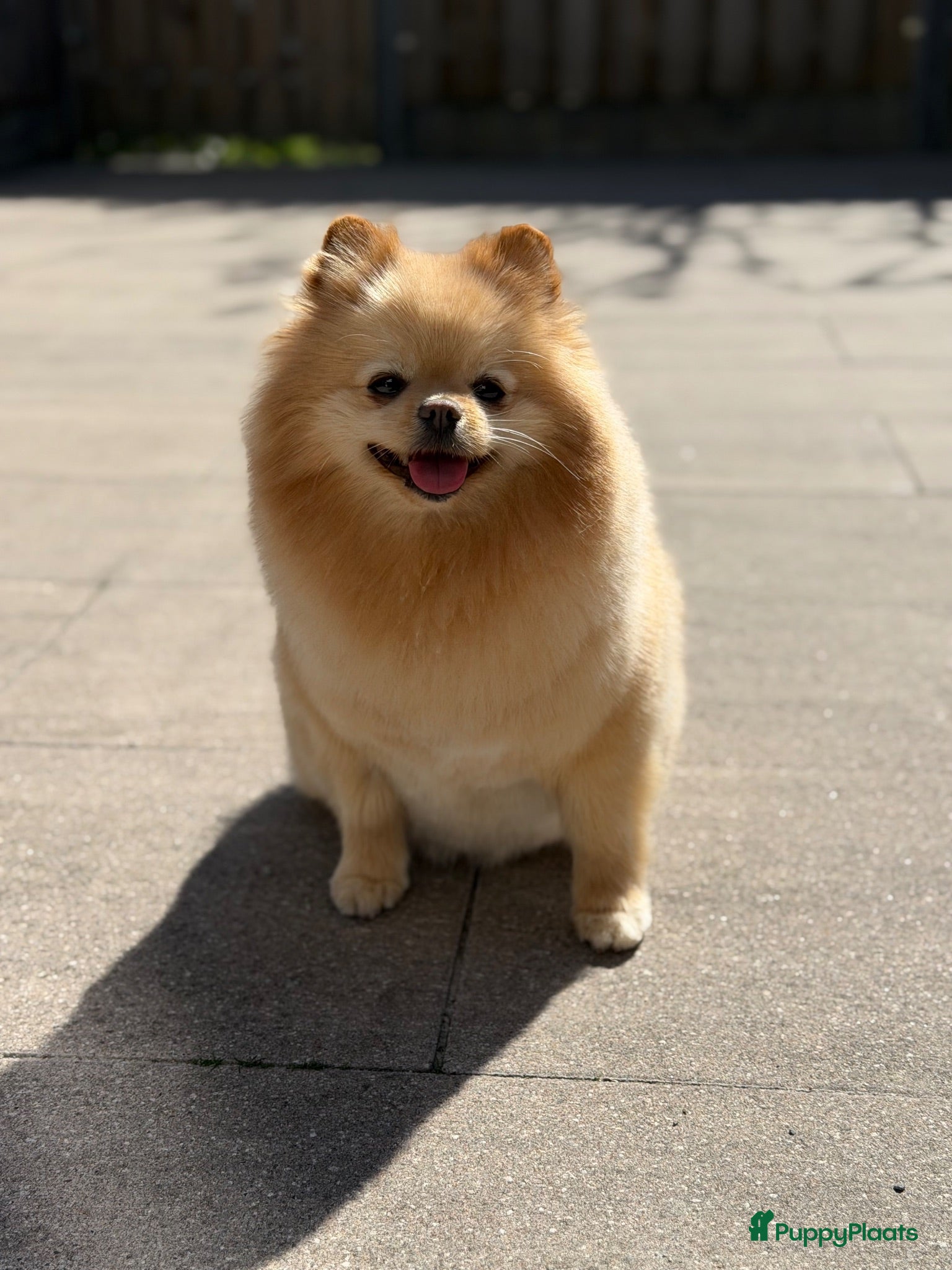 Pomeriaan honden Twee prachtige raszuivere Pomeranian beschikbaar - Advertentie 2