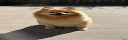 Pomeriaan honden te koop: Twee prachtige raszuivere Pomeranian beschikbaar - Advertentie 1