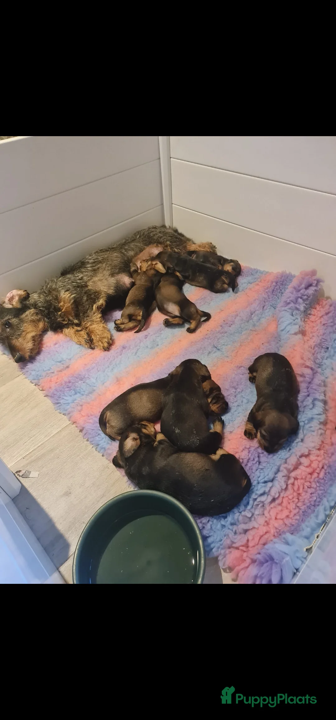 Ruwhaar Teckel honden te koop: Standaard teckel pups - Advertentie 5