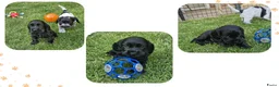 Engelse Cocker Spaniel honden te koop: Cocker Spaniel pups in Zeewolde - Advertentie 6