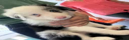Border Collie honden te koop: FCI stamboom Bordercollie pups te koop 🩷🩵🩵🩵 - Advertentie 4