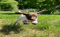 Duitse Staande Hond Korthaar honden te koop: Duitste staande korthaar teefje stamboom  in Vaassen - Afbeelding 11