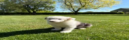 Kruising honden te koop: Australian Shepherd x Border Collie pups - Advertentie 13