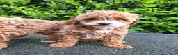 Maltipoo honden te koop: Schattige maltipoo pups zoeken een vijf ️⭐️huisje! - Advertentie 7