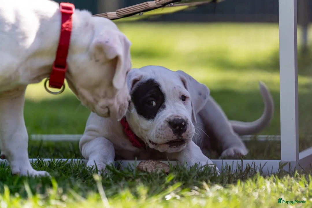Dogo Argentino honden te koop: Dogo Argentino pups VDH/FCI-familiefokkerij - Advertentie 11