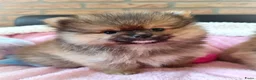 Pomeriaan honden te koop: Drie zeer schattige mini bearface pomeranian pups! - Advertentie 5