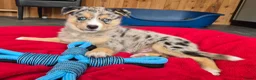 Kruising honden te koop: Mini Australian shepherd pup reutje  - Advertentie 11