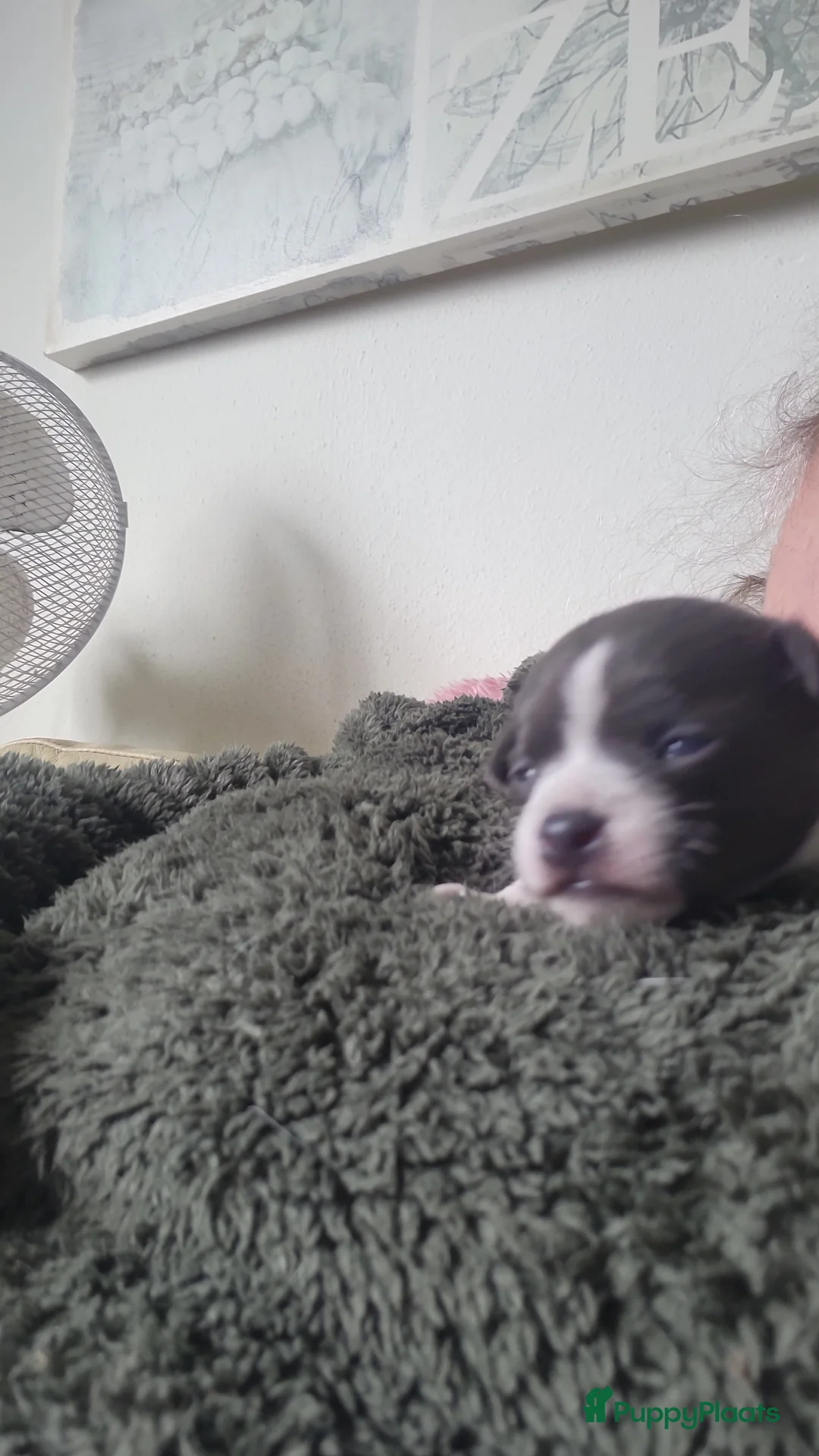 Chihuahua honden te koop: Chihuahua teefje blauw wit - Advertentie 2