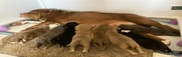 Kruising honden te koop: Prachtig nest bully xl en amerikaanse stafford in Heerhugowaard - Advertentie 1