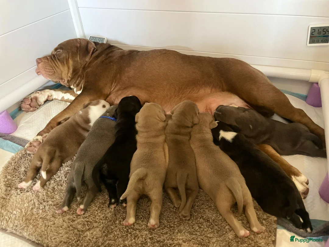 Kruising honden te koop: Prachtig nest bully xl en amerikaanse stafford in Heerhugowaard - Advertentie 1