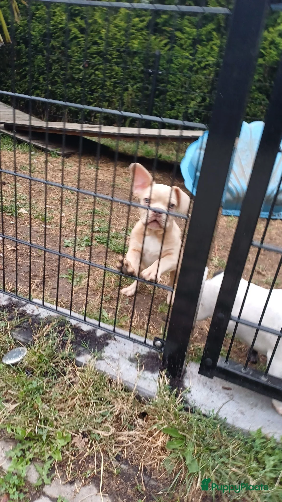 Franse Bulldog honden te koop: Franse Bulldog pups blauw merle crème bont isabel - Advertentie 5