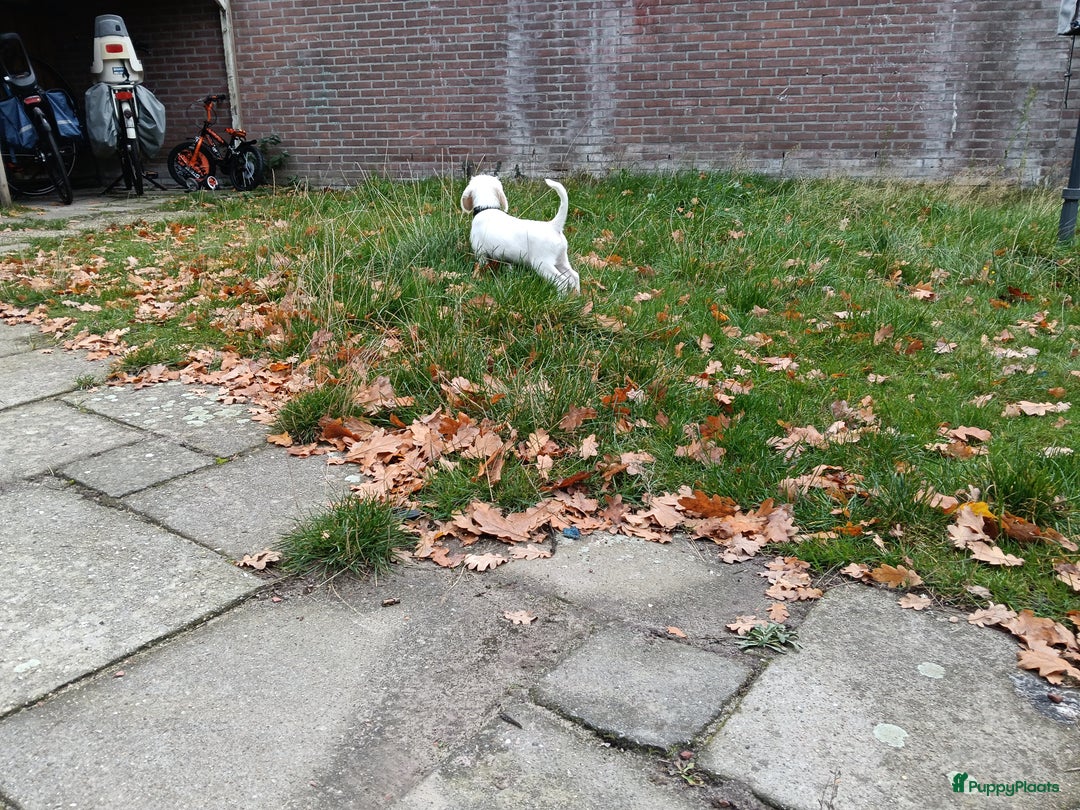 Kruising honden te koop: Lieve leuke kleine beagle  - Advertentie 5