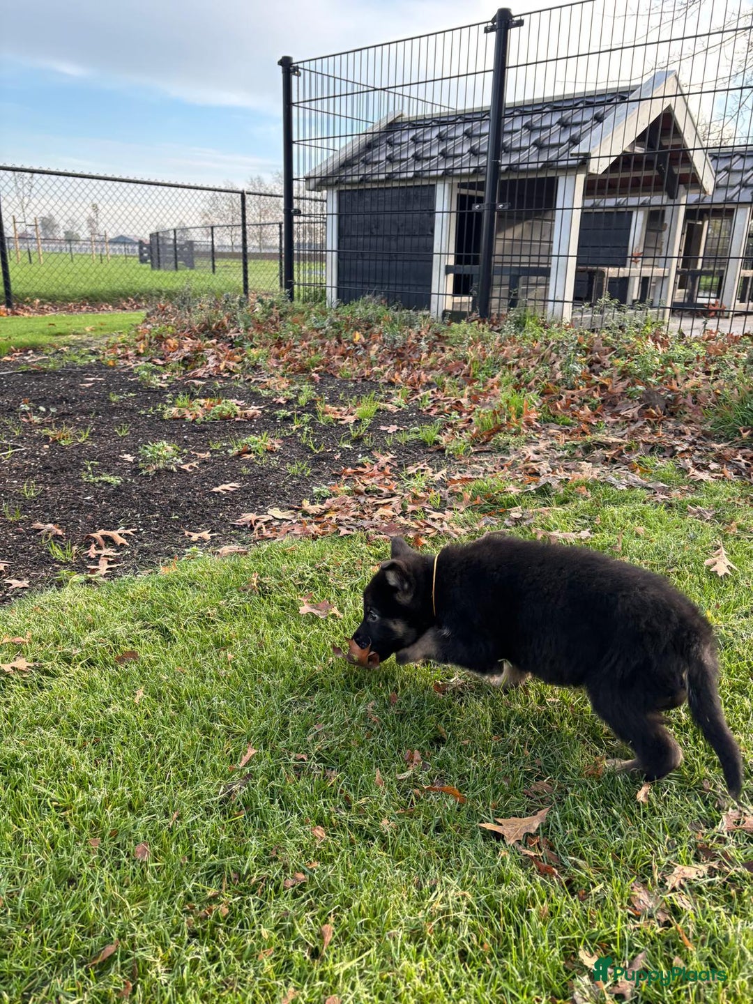 Duitse Herder honden te koop: Duitse herder pups -10 WK- nog 1 pup beschikbaar! - Advertentie 30