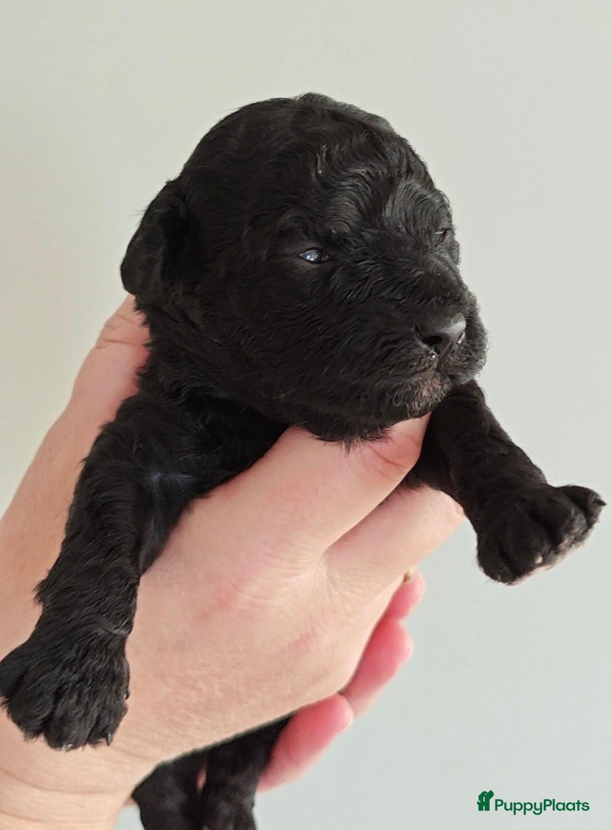 Maltipoo honden Maltipoo pups  - Advertentie 2