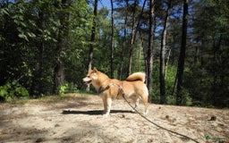 Shiba honden te koop: Shiba teefje met stamboom - Afbeelding 27