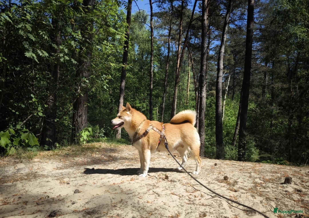 Shiba honden te koop: Shiba teefje met stamboom - Afbeelding 27