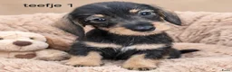 Ruwhaar Teckel honden te koop: Super mooie kaninchen ruw haar teckel pups - Advertentie 2