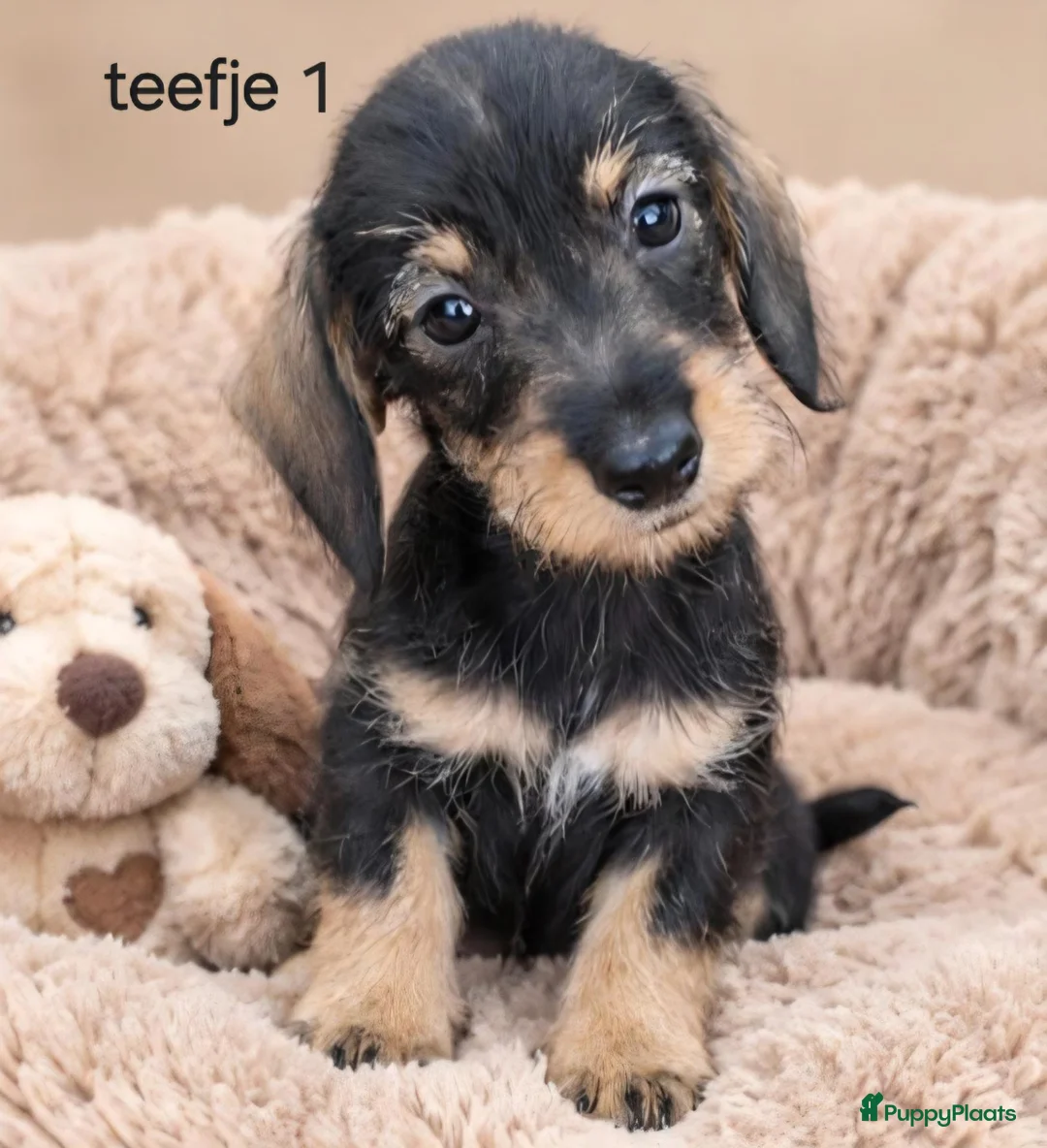 Ruwhaar Teckel honden te koop: Super mooie kaninchen ruw haar teckel pups - Advertentie 2