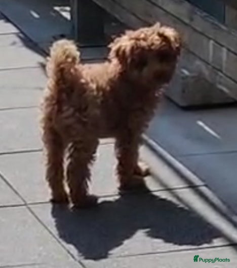 Poedel Toy honden te koop: 1 puppy poedel toy te koop - Advertentie 1