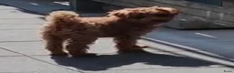 Poedel Toy honden te koop: 1 puppy poedel toy te koop - Advertentie 1