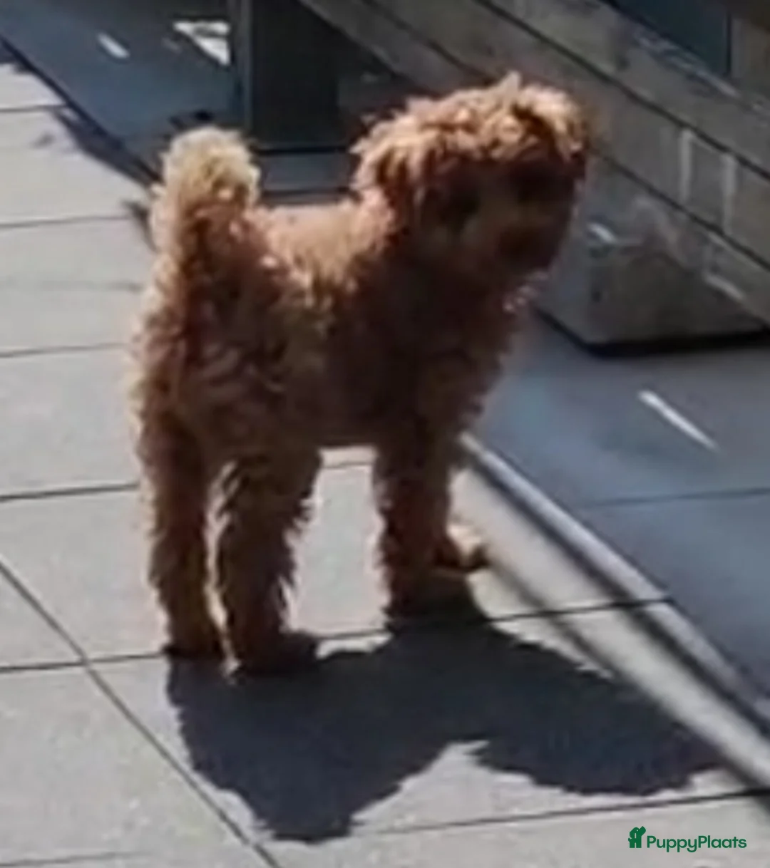 Poedel Toy honden te koop: 1 puppy poedel toy te koop - Advertentie 1