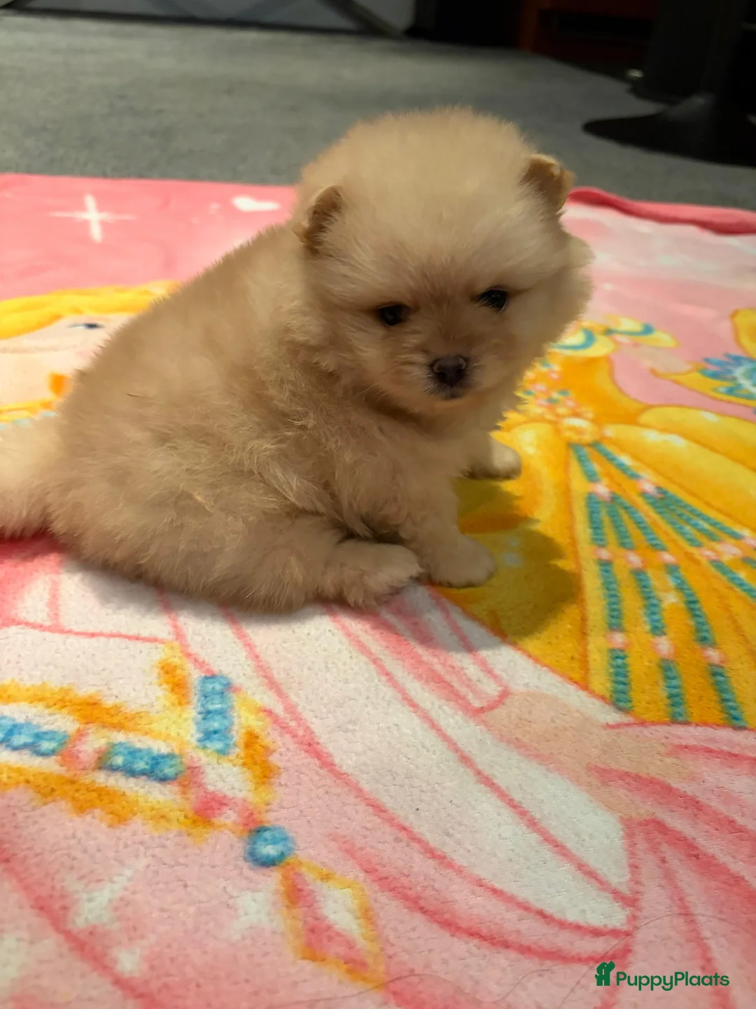 Pomeriaan honden te koop: Pomeriaan teefje ❤️ - Advertentie 1