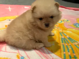 Pomeriaan honden Pomeriaan teefje ❤️ - Advertentie 20