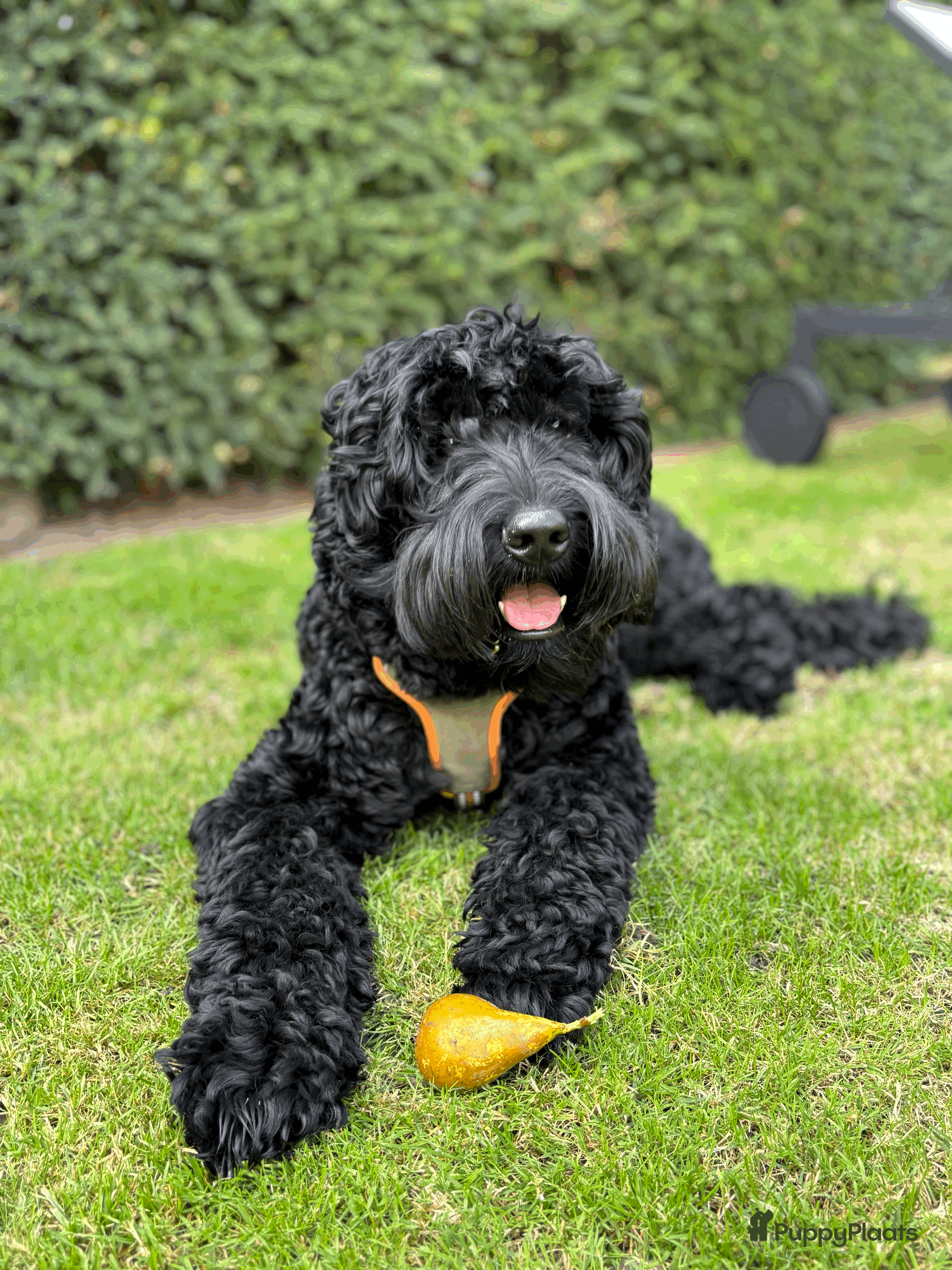 Australian Labradoodle honden Dekreu Medium Australian Labradoodle - Advertentie 1