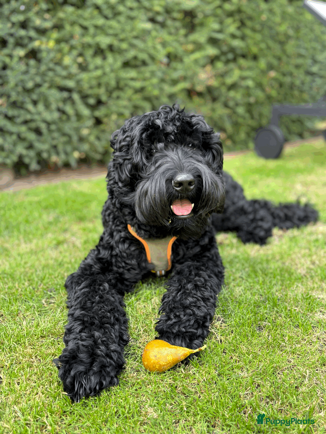 Australian Labradoodle honden ter dekking: Dekreu Medium Australian Labradoodle - Advertentie 1