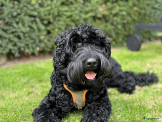 Australian Labradoodle honden Dekreu Medium Australian Labradoodle - Advertentie 1