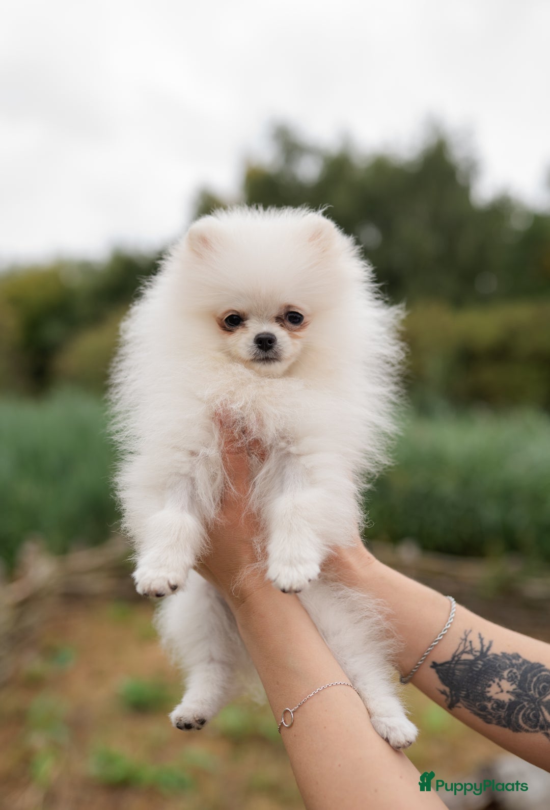 Pomeriaan honden te koop: Pomeranian Mila❤️ - Advertentie 19