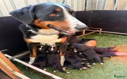 Berner Sennenhond honden te koop: Berner Sennen x Appenzeller pups te koop - Afbeelding 6