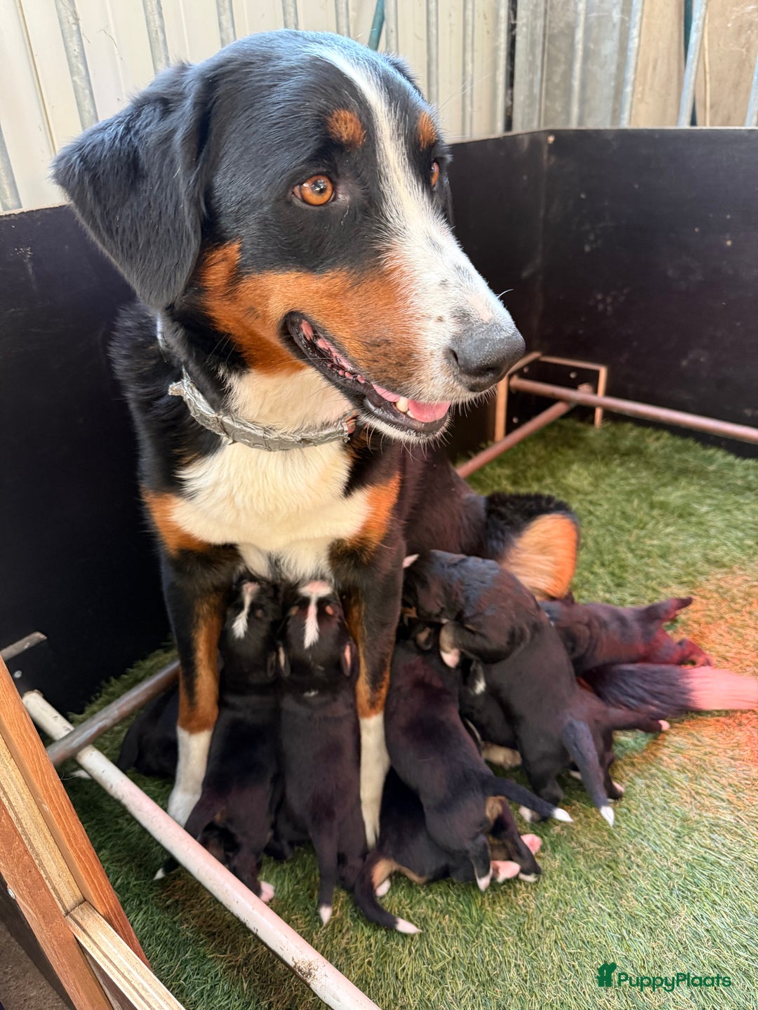 Berner Sennenhond honden te koop: Berner Sennen x Appenzeller pups te koop - Afbeelding 6
