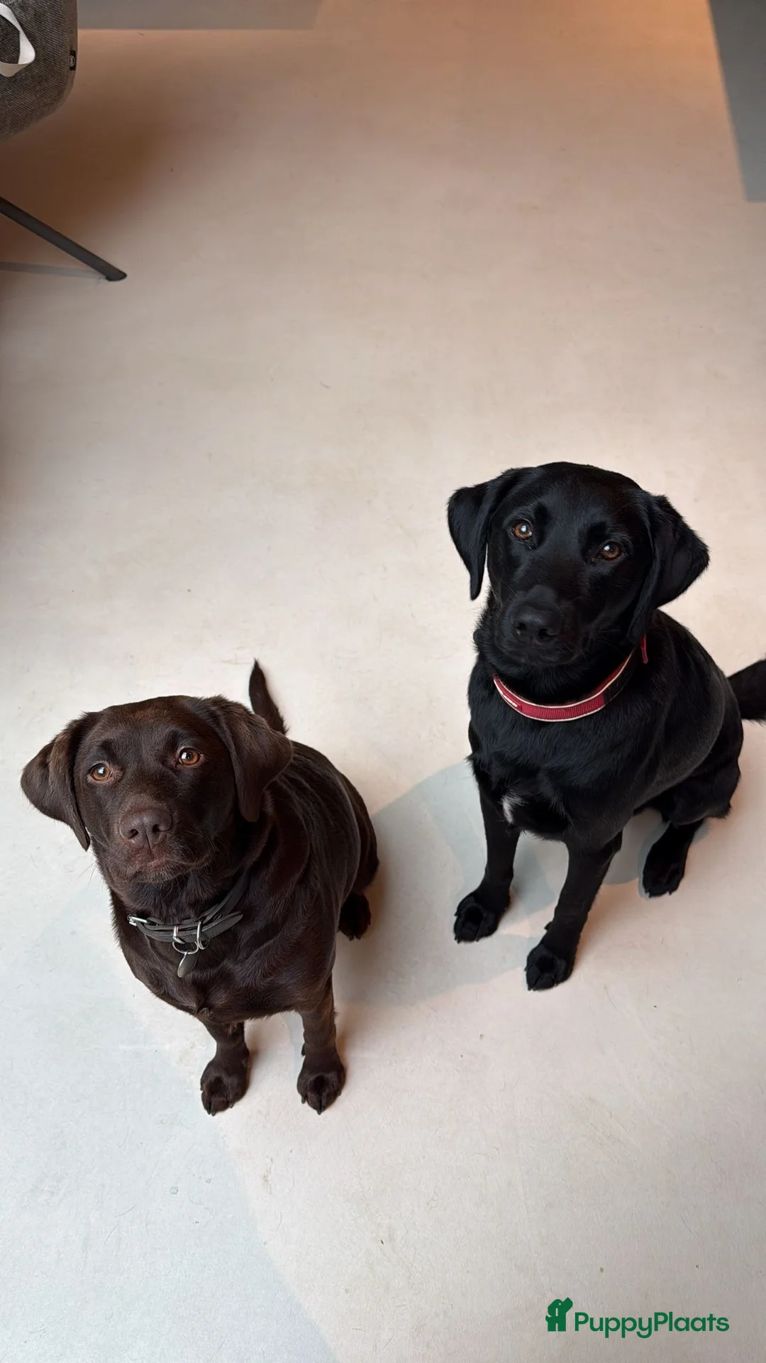 Kruising honden te koop: Nestje labradors kruising binnenkort verwacht - Advertentie 3