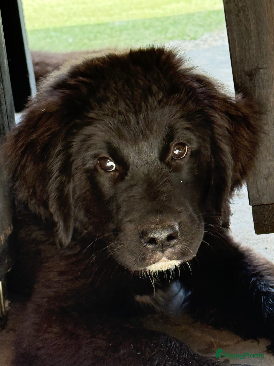 Kruising honden te koop: Newfoundlander Kruising pups  - Afbeelding 15
