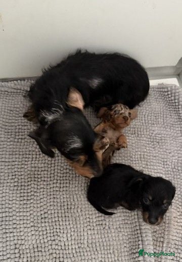 Ruwhaar Teckel honden Ruwhaar Kaninchen teckel pups - Advertentie 16