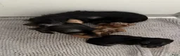 Ruwhaar Teckel honden te koop: Ruwhaar Kaninchen teckel pups - Advertentie 1