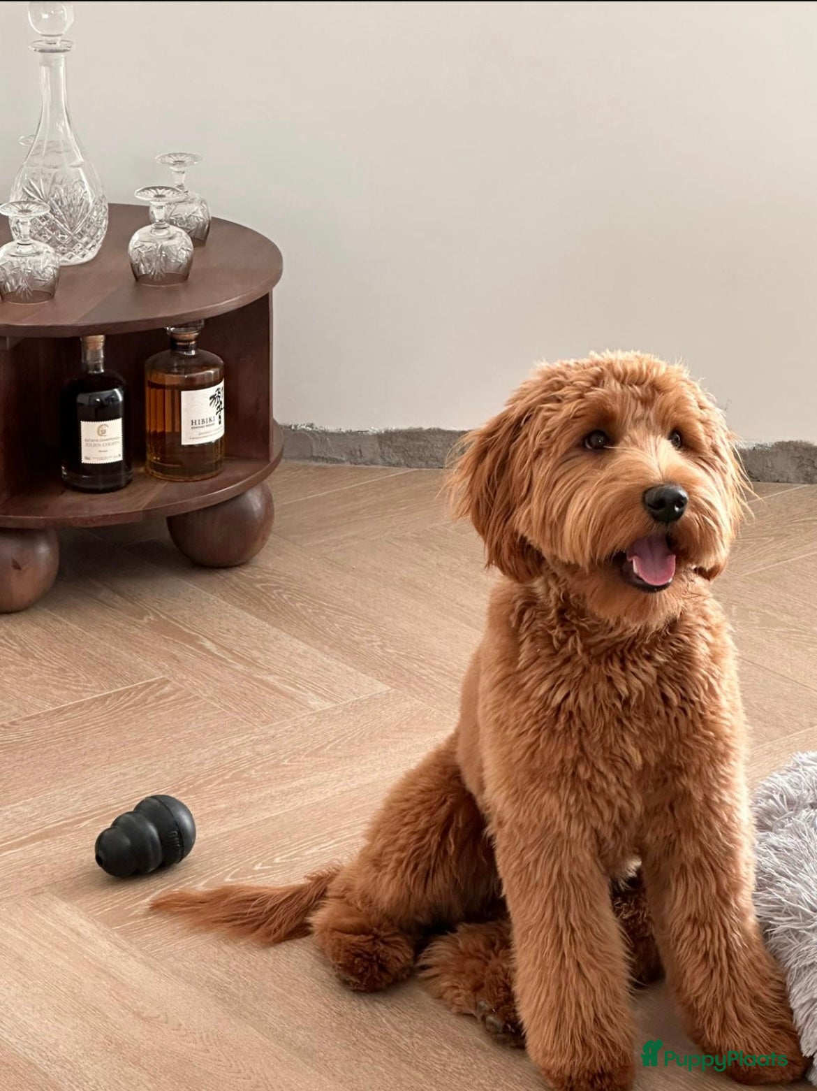 Australian Labradoodle honden Medium Cobberdog/Australian Labradoodle nestaank - Advertentie 1